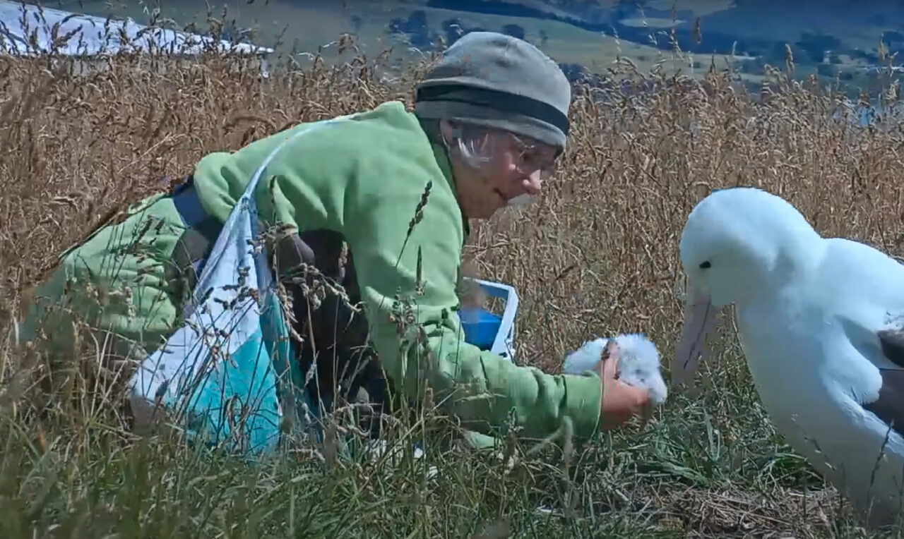 A ranger removes an albatross chick from the nest to measure its weight. 